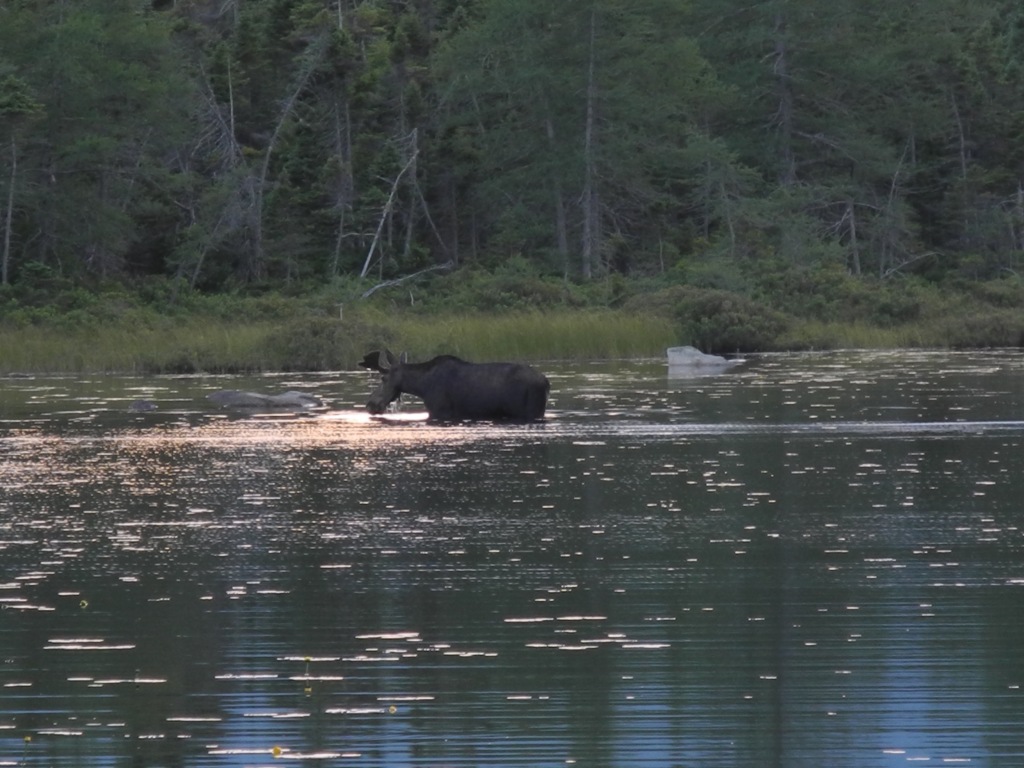 2016-07-17 19-36-57-Appalachian-Trail-494-Moose-in-Ethan-Pond.jpg